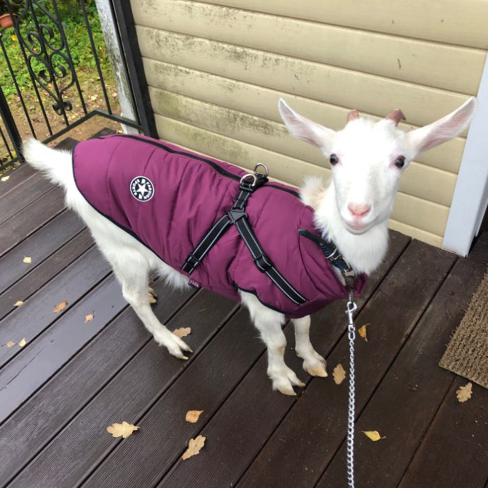Waterproof Dog Clothes Winter Dog Coat With Harness Warm Pet Clothing Big Dog Jacket Chihuahua Labrador Coat Costume by Josla